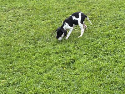 Male English Pointer, IKC Registered in Tipperary