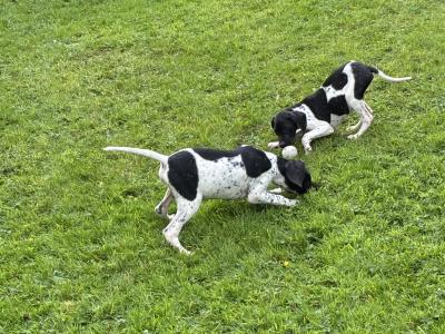 Male English Pointer, IKC Registered in Tipperary