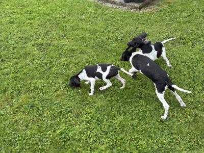 Male English Pointer, IKC Registered in Tipperary