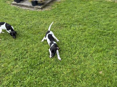 Male English Pointer, IKC Registered in Tipperary