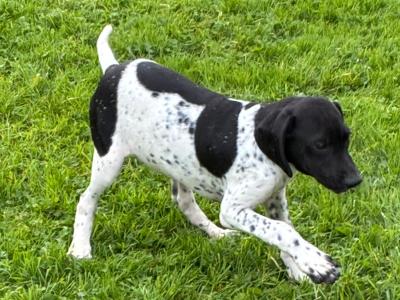 Male English Pointer, IKC Registered in Tipperary