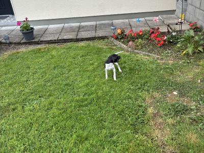Male English Pointer, IKC Registered in Tipperary