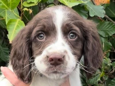 🐶❤️Purebred Springer Spaniel puppies in Kilkenny ❤️🐶