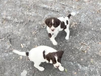 🐶❤️Purebred Springer Spaniel puppies in Kilkenny ❤️🐶