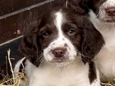 🐶❤️Purebred Springer Spaniel puppies in Kilkenny ❤️🐶