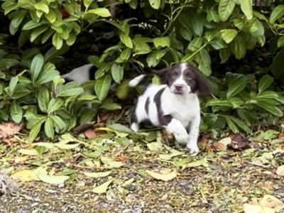 🐶❤️Purebred Springer Spaniel puppies in Kilkenny ❤️🐶