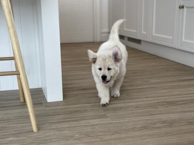 IKC Registered *Pick of the litter* 1 Pedigree male Golden Retriever puppy left in Offaly