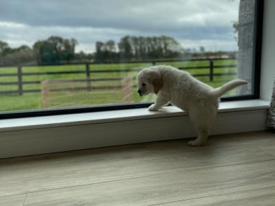 IKC Registered *Pick of the litter* 1 Pedigree male Golden Retriever puppy left in Offaly