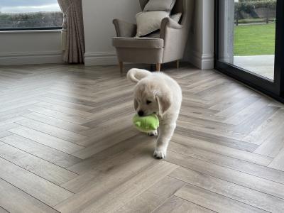 IKC Registered *Pick of the litter* 1 Pedigree male Golden Retriever puppy left in Offaly
