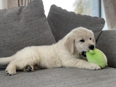 IKC Registered *Pick of the litter* 1 Pedigree male Golden Retriever puppy left in Offaly