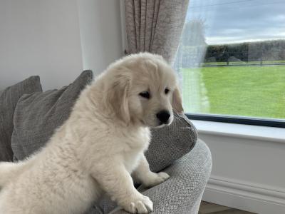 IKC Registered *Pick of the litter* 1 Pedigree male Golden Retriever puppy left in Offaly