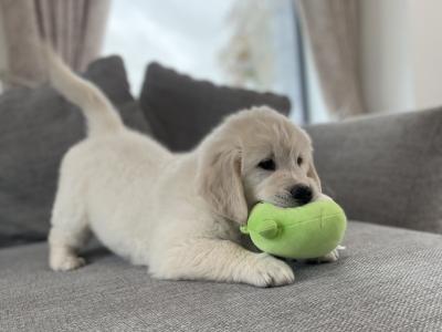 IKC Registered *Pick of the litter* 1 Pedigree male Golden Retriever puppy left in Offaly