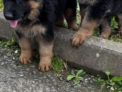 German Shepherd puppies for sale in Donegal