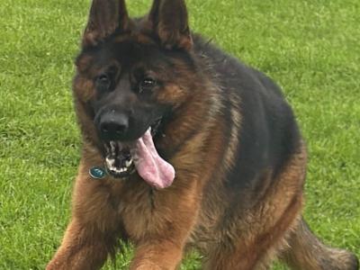 German Shepherd puppies for sale in Donegal