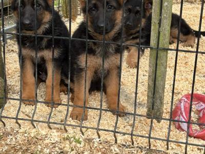 German Shepherd puppies for sale in Donegal