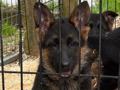 German Shepherd puppies for sale in Donegal