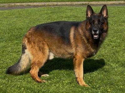 German Shepherd puppies for sale in Donegal