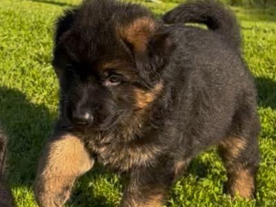 German Shepherd puppies for sale in Donegal
