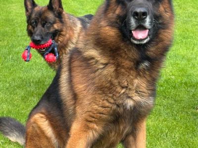 German Shepherd puppies for sale in Donegal