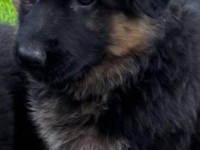 German Shepherd puppies for sale in Donegal