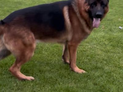 German Shepherd puppies for sale in Donegal