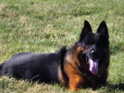 German Shepherd puppies for sale in Donegal