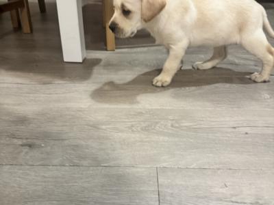 Female Labrador puppy for sale in Kildare