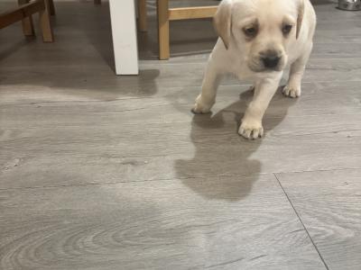 Female Labrador puppy for sale in Kildare
