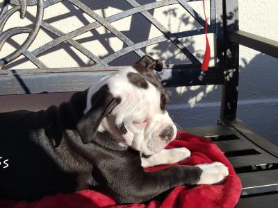 Old English Bulldog puppies in Carlow