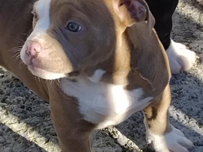 Old English Bulldog puppies in Carlow