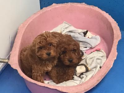 Red Cockapoo puppies in Sligo, very rare & hard to get that colour
