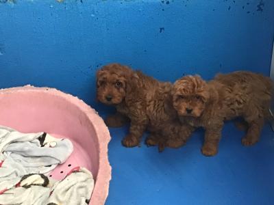 Red Cockapoo puppies in Sligo, very rare & hard to get that colour