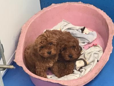 Red Cockapoo puppies in Sligo, very rare & hard to get that colour