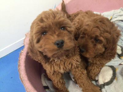 Red Cockapoo puppies in Sligo, very rare & hard to get that colour