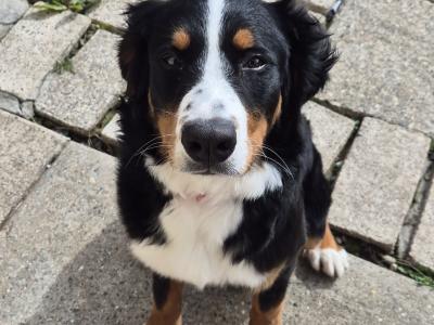 Bernese Mountain Dog puppy 7 months old in Wexford. Friendly family dog