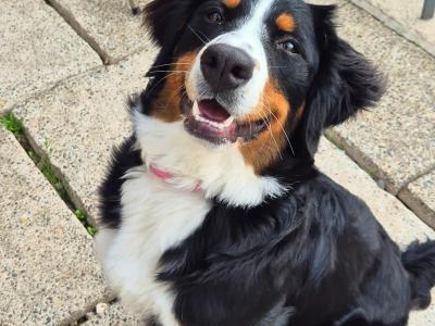 Bernese Mountain Dog puppy 7 months old in Wexford. Friendly family dog