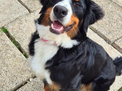 Bernese Mountain Dog puppy 7 months old in Wexford. Friendly family dog
