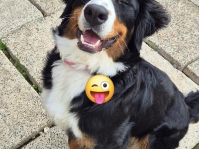Bernese Mountain Dog puppy 7 months old in Wexford. Friendly family dog