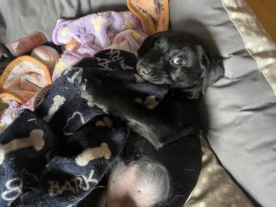 1 female left. Chunky Labrador puppies in Dublin