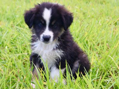 1 male purebred Miniature Australian Shepherd puppy - Champion Pedigree Lines- in Antrim