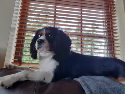 Mature King Charles Spaniel for Stud