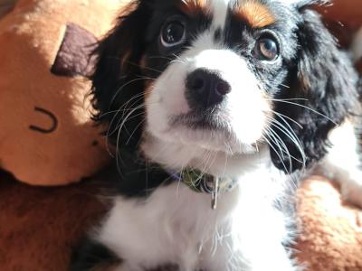 Mature King Charles Spaniel for Stud