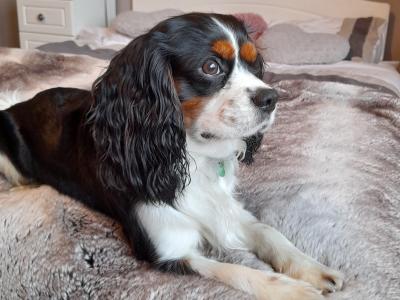 Mature King Charles Spaniel for Stud