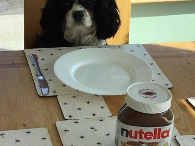 Mature King Charles Spaniel for Stud