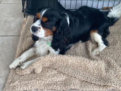 Mature King Charles Spaniel for Stud