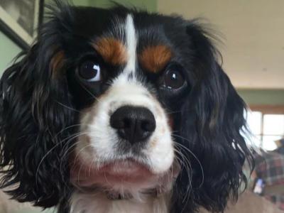 Mature King Charles Spaniel for Stud
