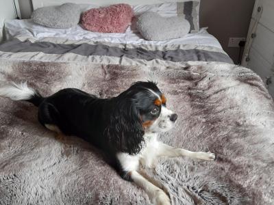 Mature King Charles Spaniel for Stud