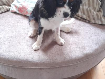 Mature King Charles Spaniel for Stud