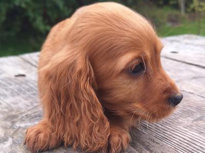 Cocker Spaniel puppies in Carlow €475