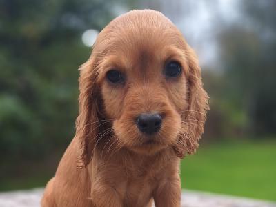 Cocker Spaniel puppies in Carlow €475